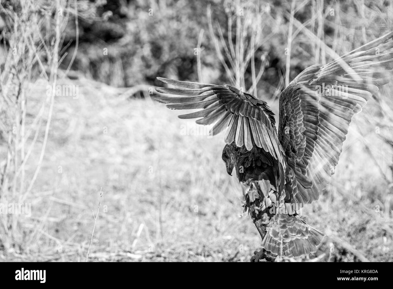 Bateleur s'étend ses ailes. Banque D'Images