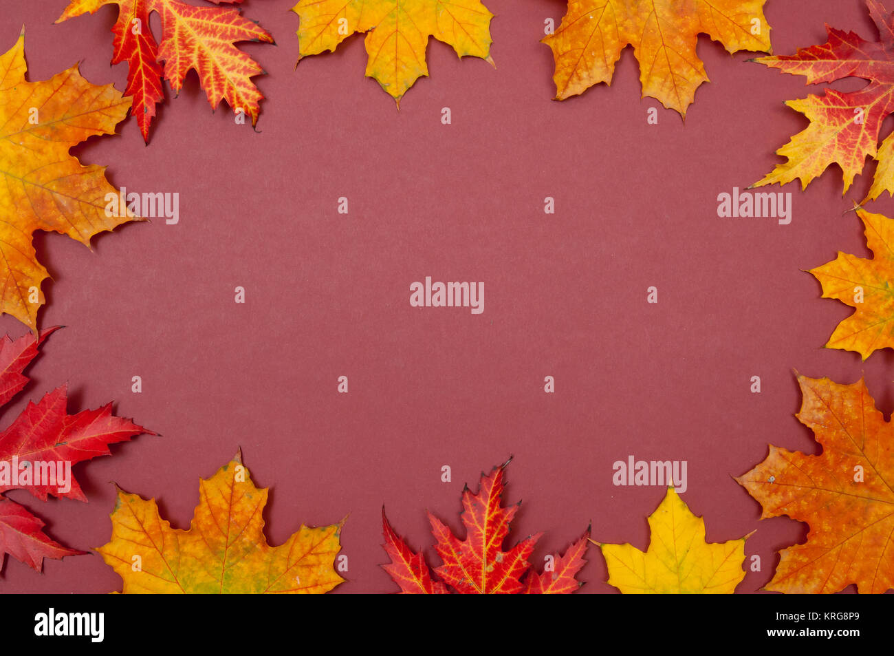 Fond Claret entouré d'automne feuilles d'érable tombé colorés Banque D'Images