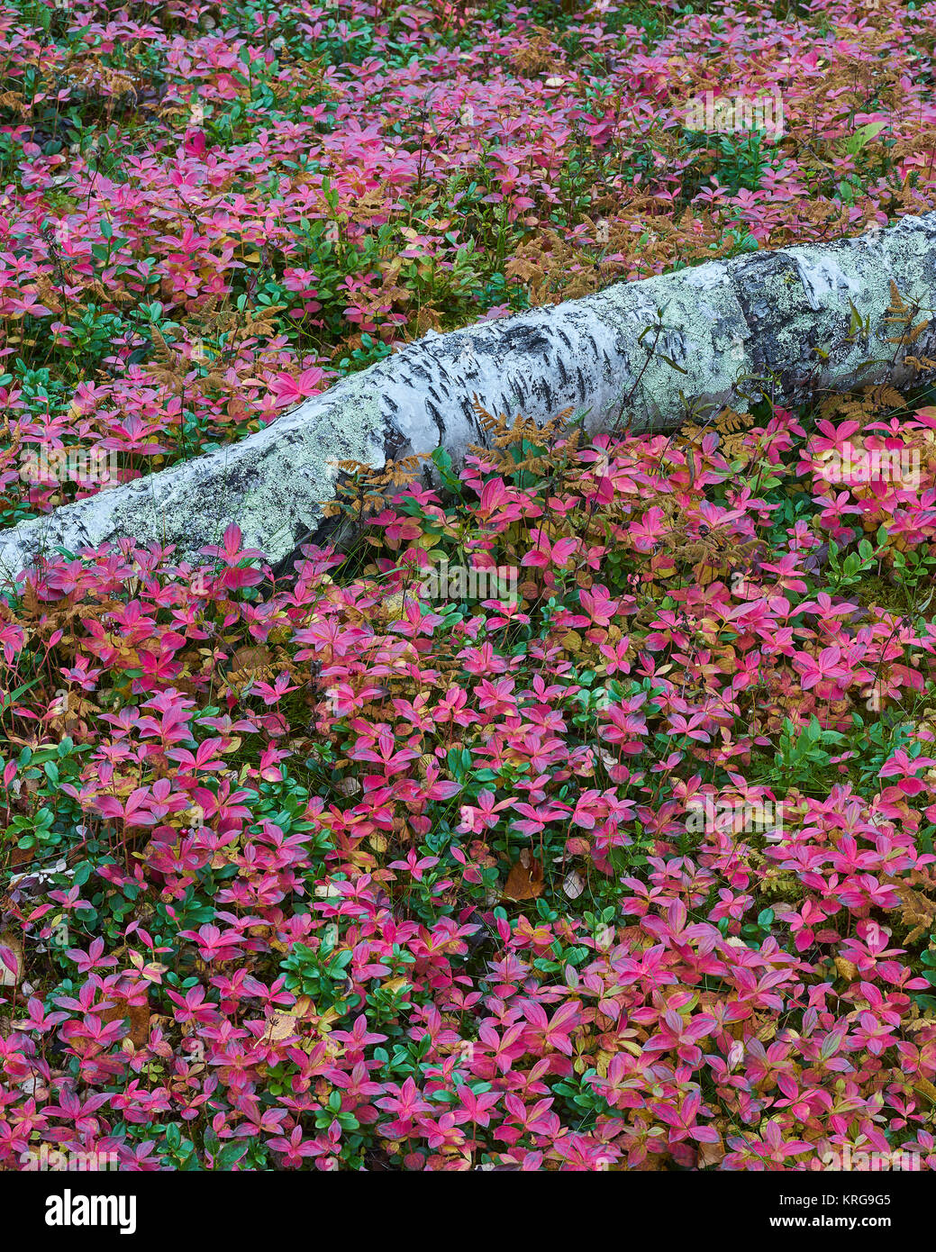 Fallen Silver Birch Tree Trunk et Cornel nain à même le sol forestier, Finnmark, Norvège Banque D'Images