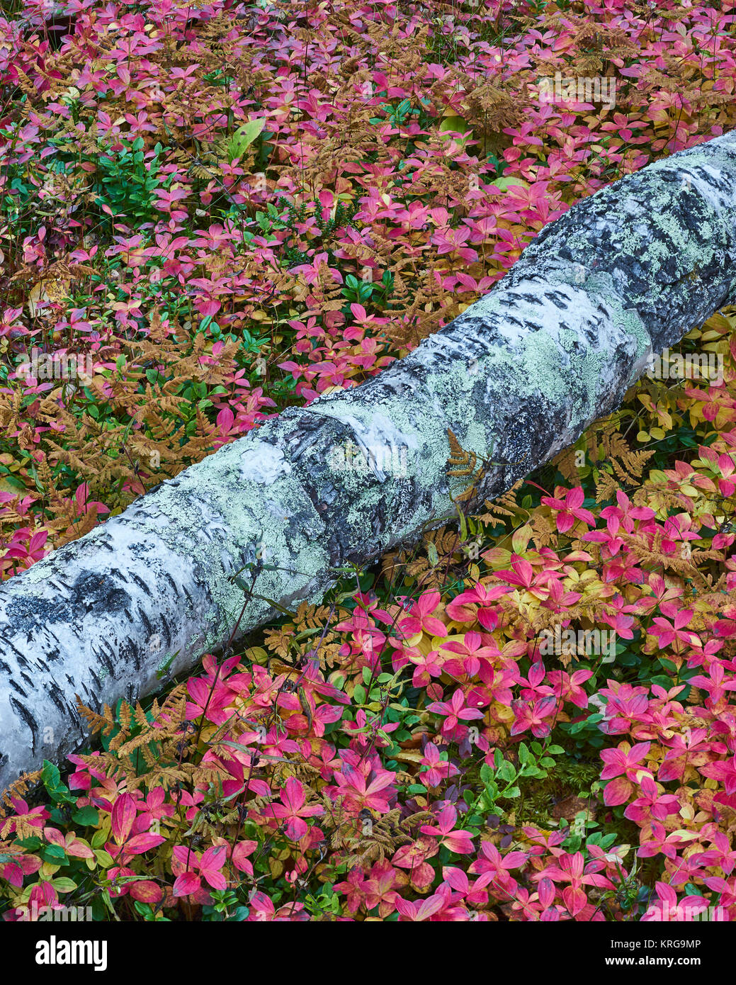 Fallen Silver Birch Tree Trunk et Cornel nain à même le sol forestier, Finnmark, Norvège Banque D'Images