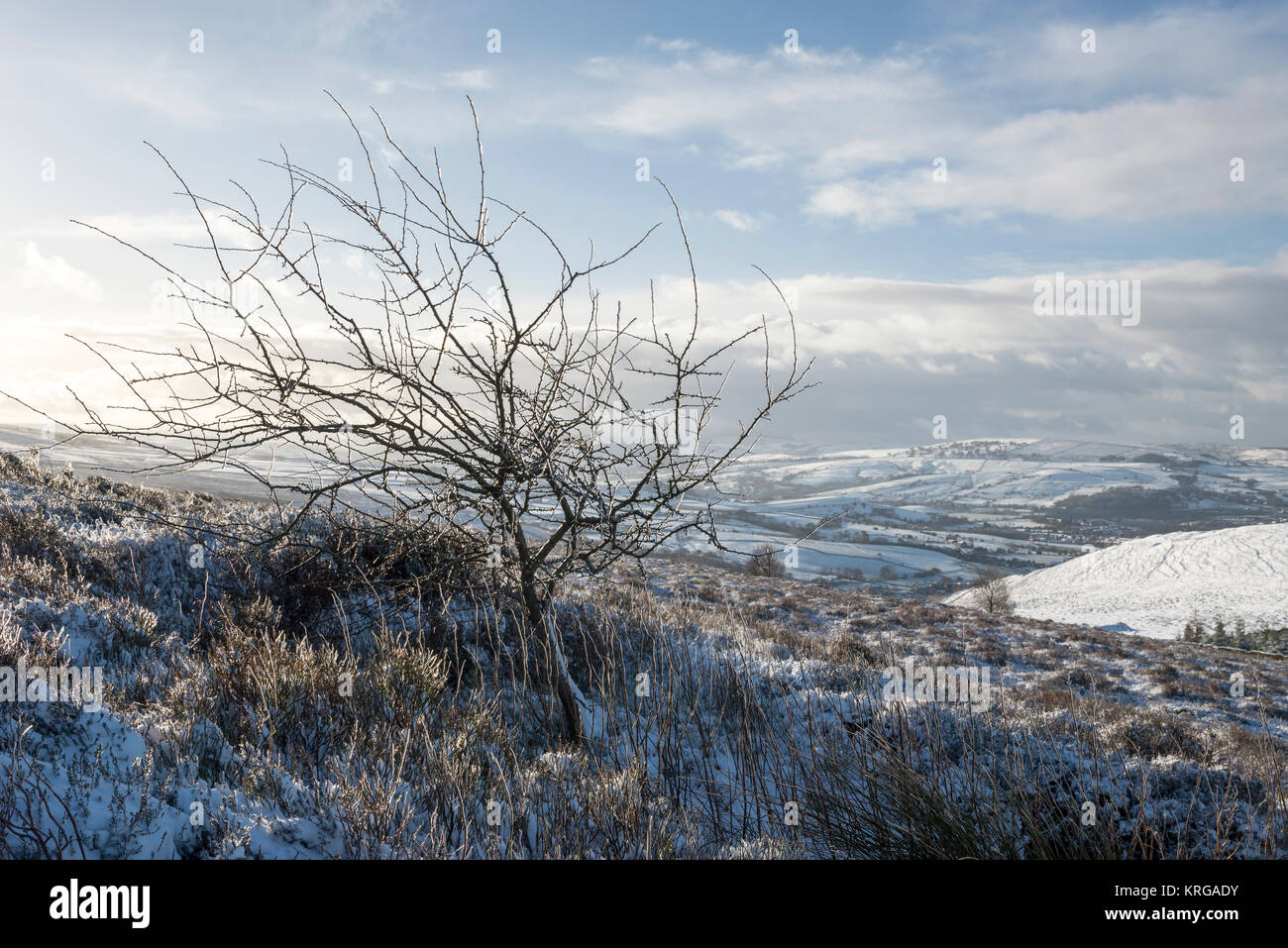 Petit arbre couvert de glace dans un endroit exposé sur Lantern Pike près de Hayfield, Derbyshire, Angleterre. Banque D'Images