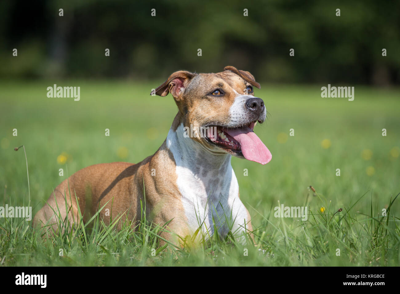 American Staffordshire Terrier femelle Banque D'Images