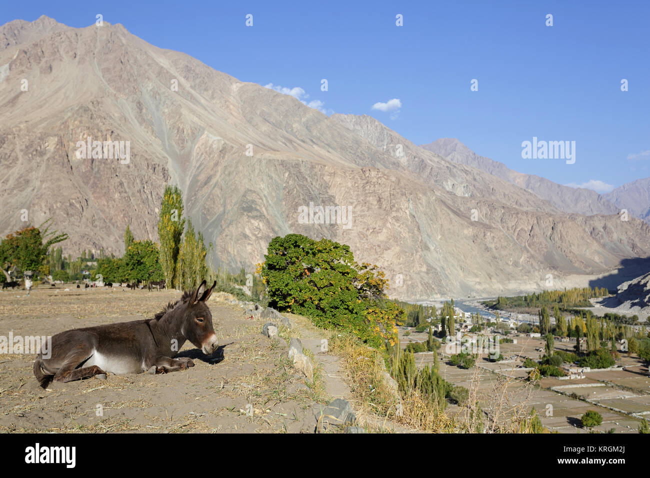 Âne couché sur le terrain sec dans Turtuk avec vue sur des fleuves Shyok river, La Vallée de Nubra, Ladakh, le Jammu-et-Cachemire, en Inde. Banque D'Images