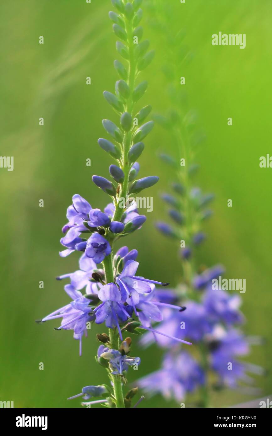 Nice Fleurs champ bleu Banque D'Images