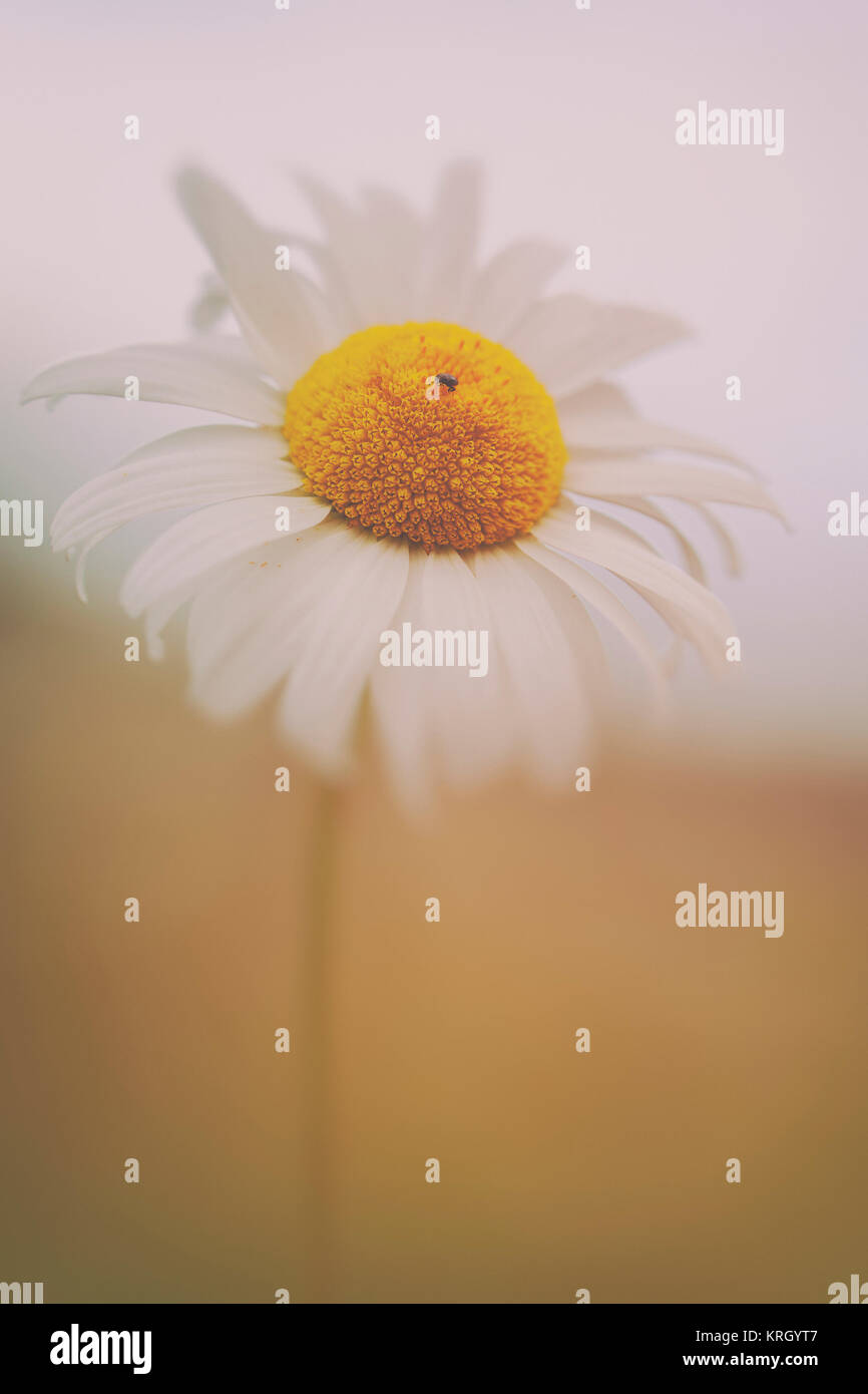 Margerite - Leucanthemum in einer Makroaufnahme Banque D'Images