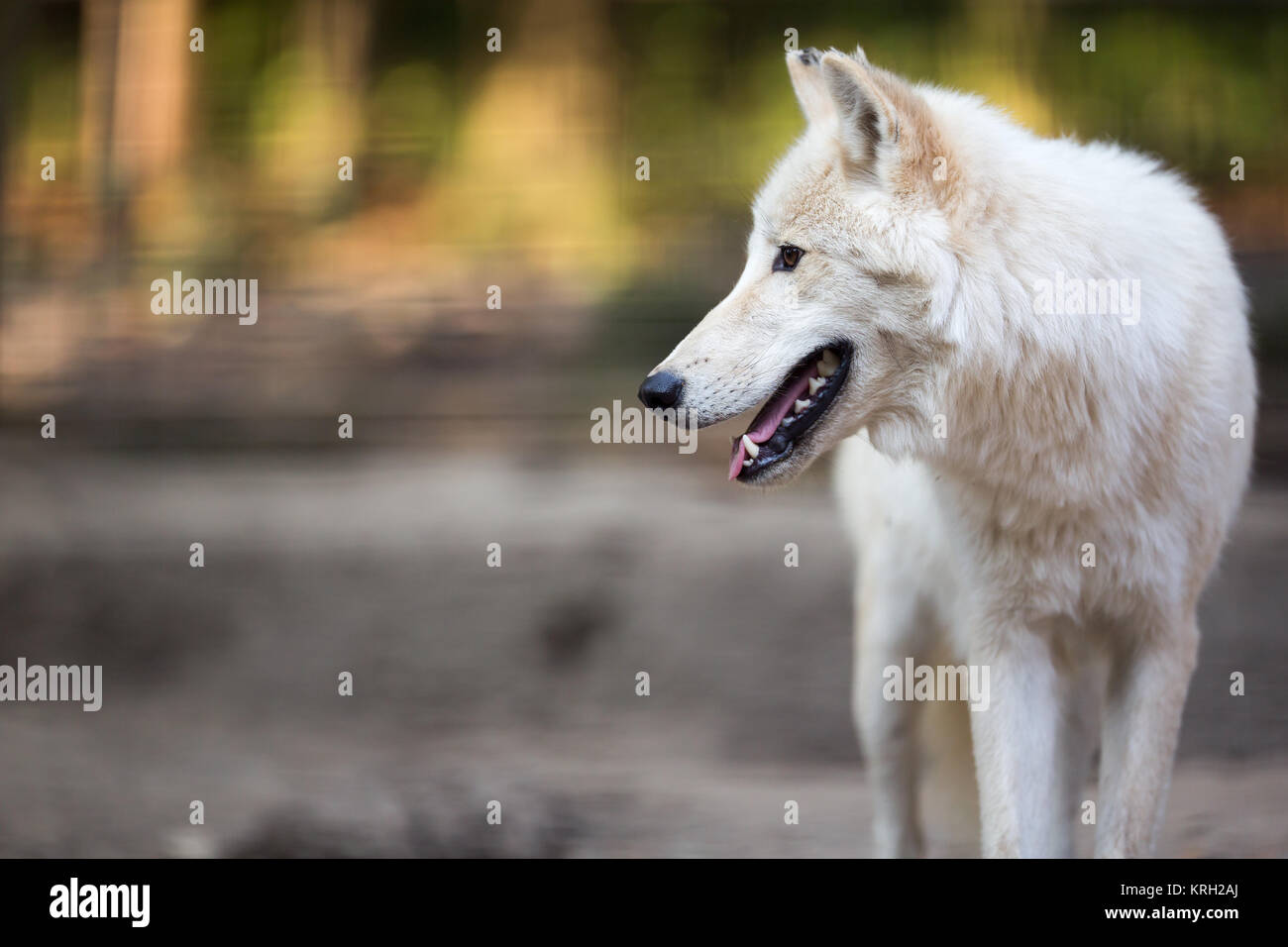 Le loup arctique (Canis lupus arctos) aka le loup polaire ou Loup Blanc - portrait en gros plan de ce magnifique prédateur Banque D'Images