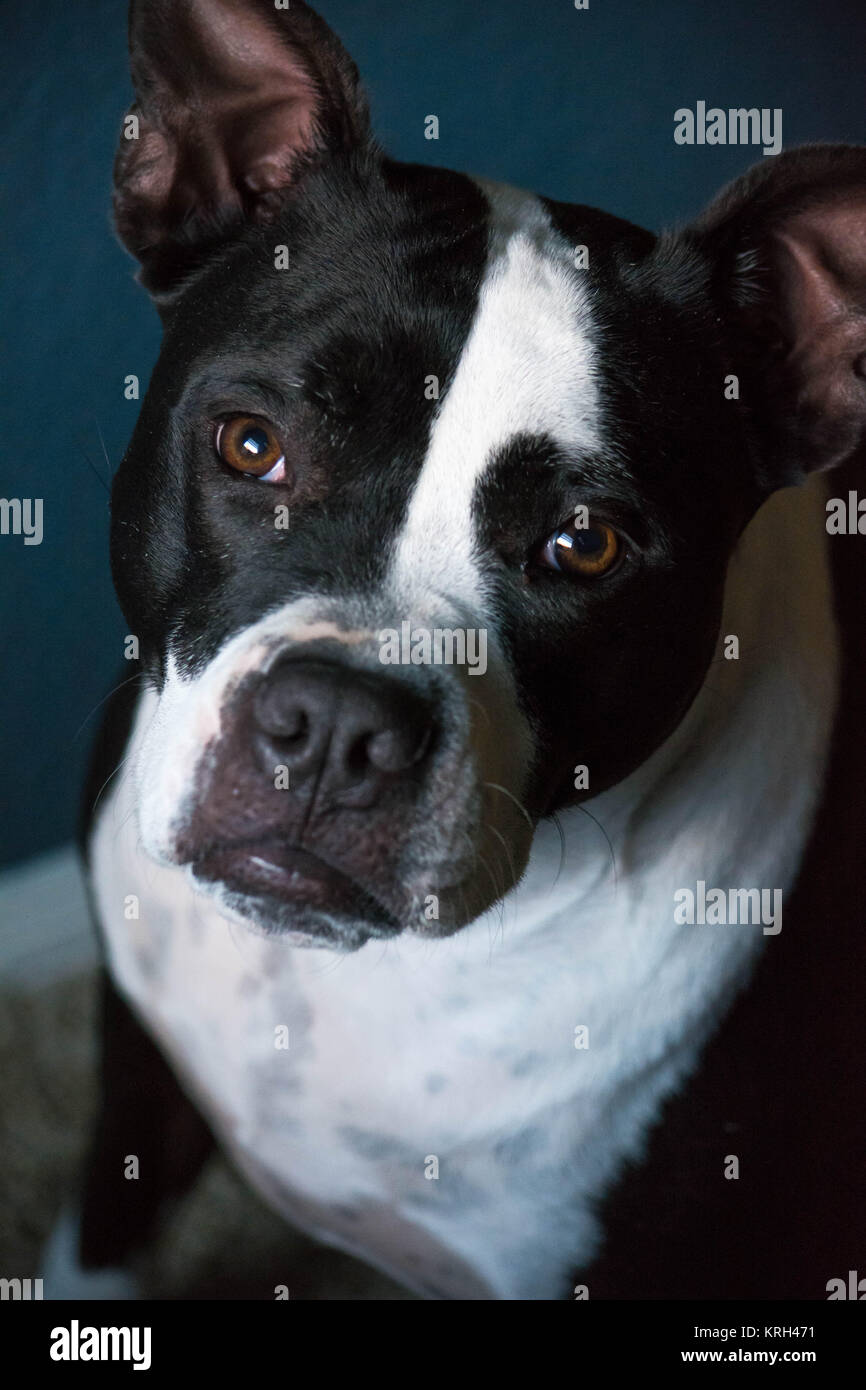 Portrait d'un pitbull Banque D'Images