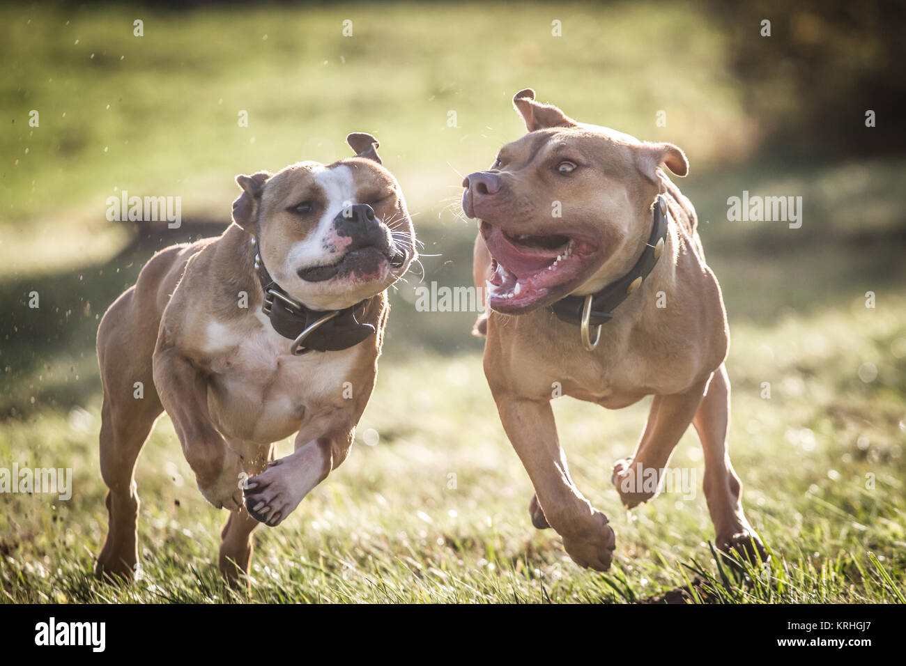 Bulldog & Working Pit Bulldog courir et jouer par une journée ensoleillée d'été Banque D'Images
