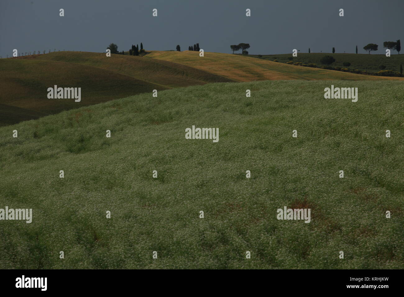 Vue panoramique d'un paysage typique de la Toscane, Italie. Banque D'Images