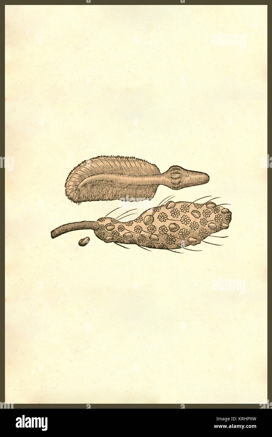 'Miniature créatures marines. À partir de la livre Monstrorum Historia 1642 par Ulisse Aldrovandi (Bologne, 1522-1605). Il est considéré comme le fondateur de l'Histoire Naturelle moderne." Banque D'Images