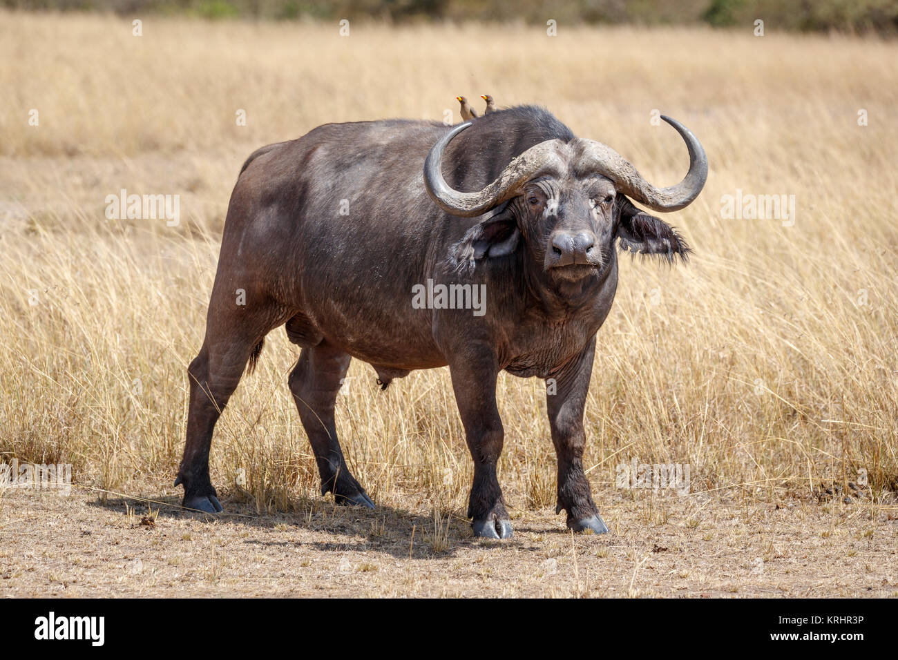 Grand mâle (male) Cap adultes, Syncerus caffer, l'un des Big 5, dans l'herbe haute à Savannah dans le Masai Mara, Kenya avec yellow-billed oxpeckers Banque D'Images