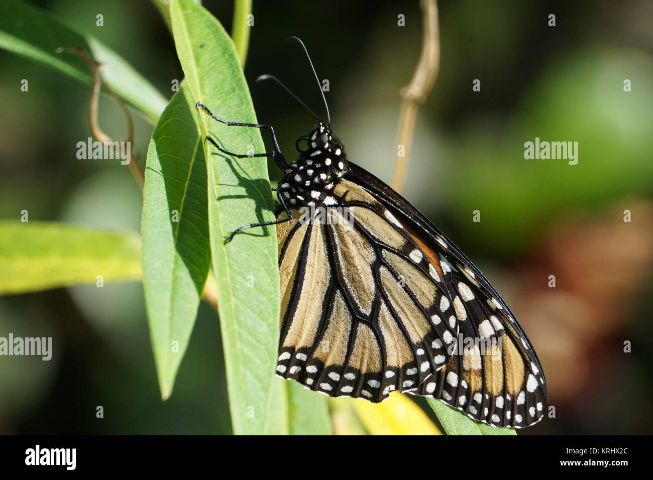 Un monarque (Danaus plexippus) sur l'Asclépiade incarnate Banque D'Images