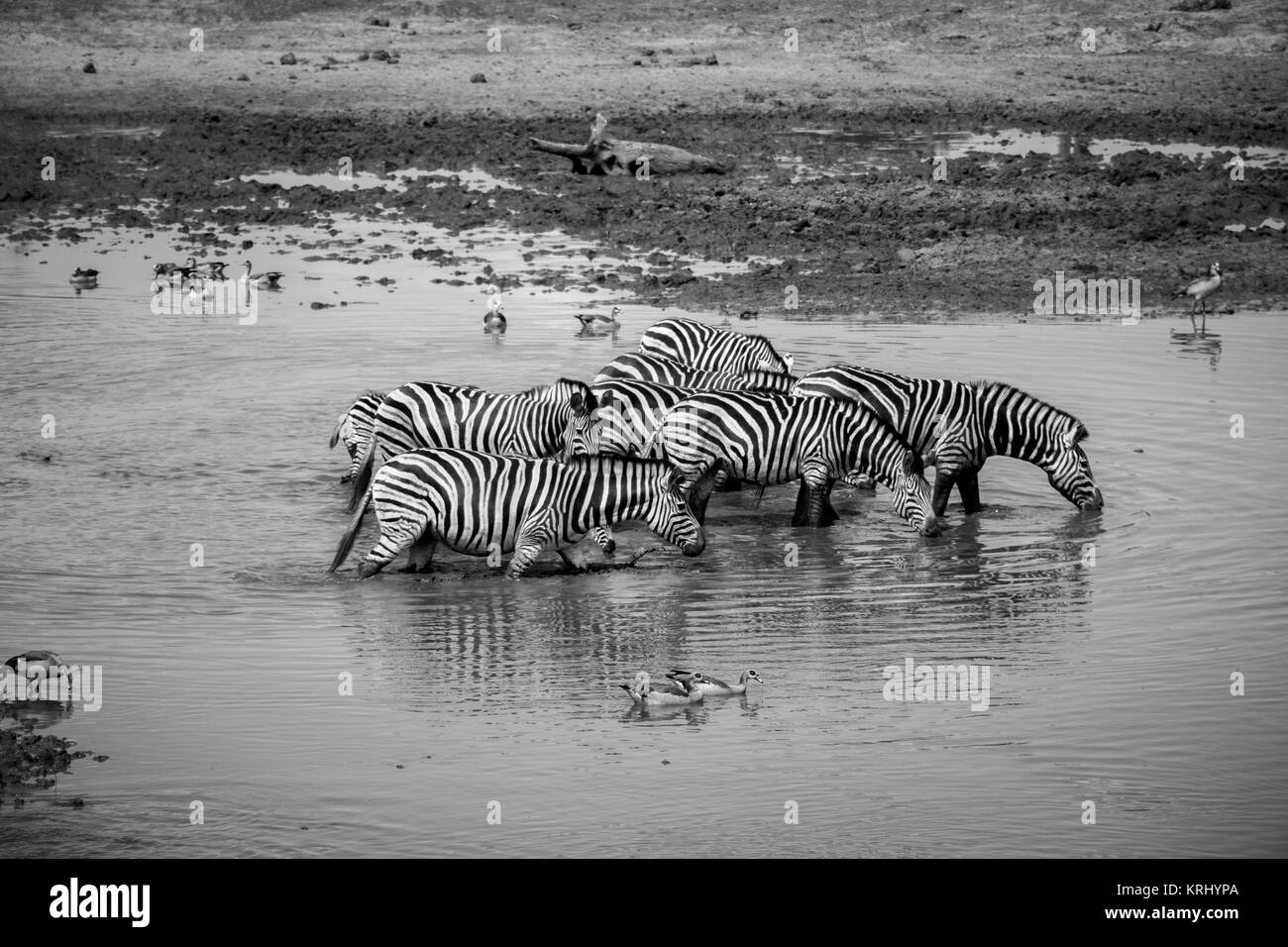 Groupe de zèbres marcher dans l'eau. Banque D'Images