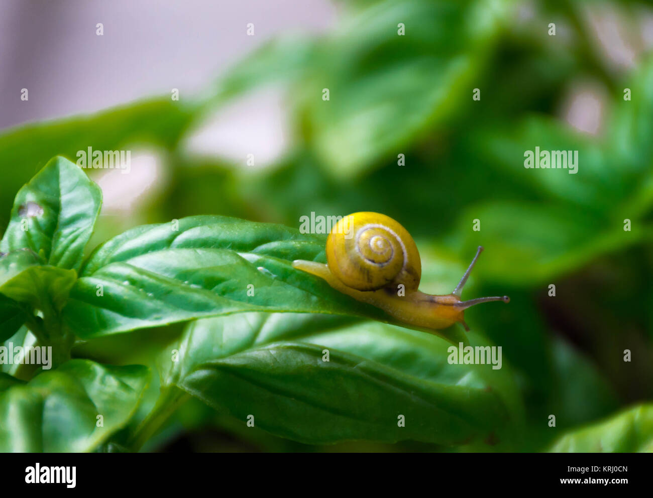 L'escargot d'eau douce de basilic pour le dîner Banque D'Images