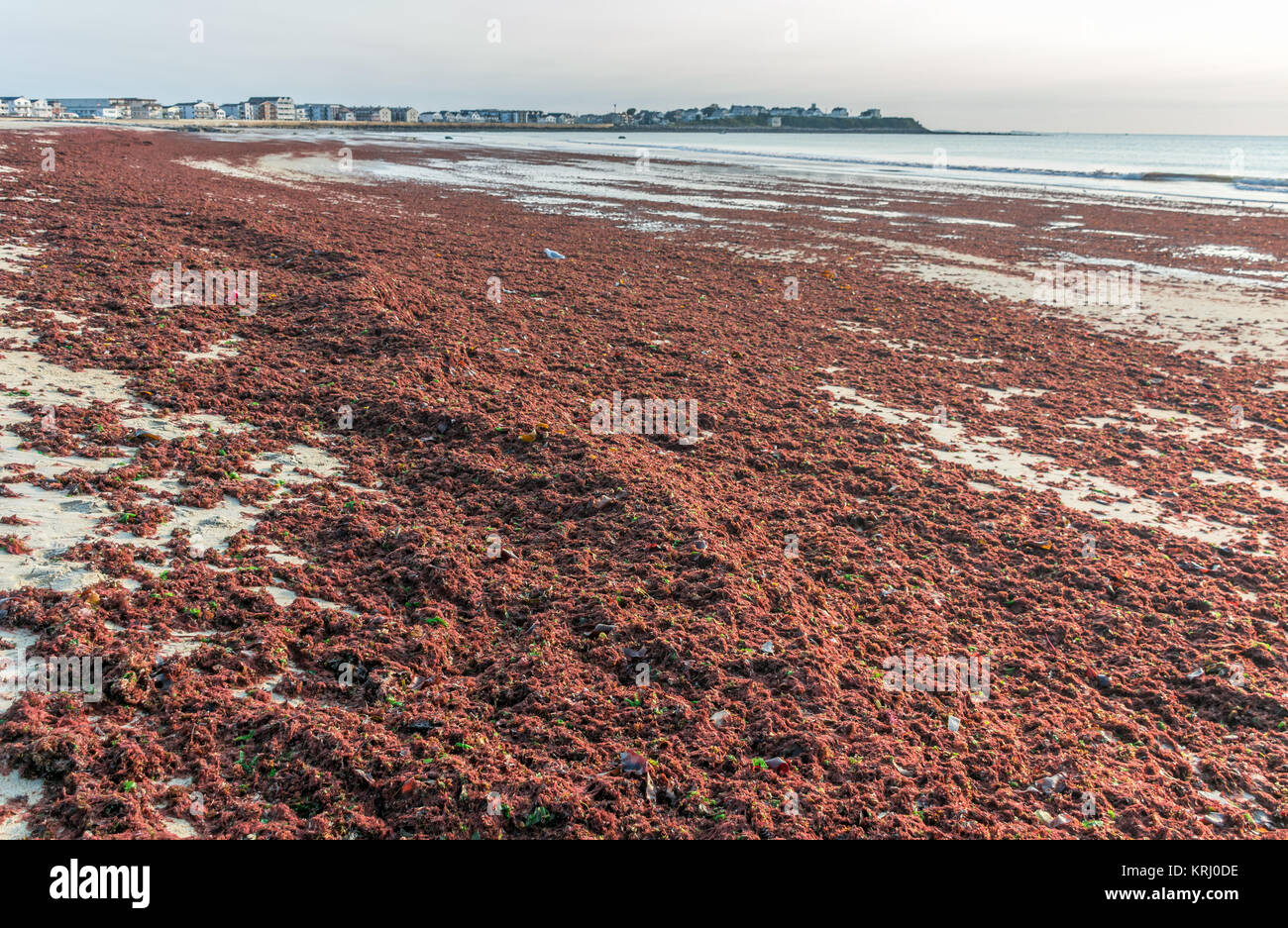 Mer Rouge marée anormale d'herbe dans Hampton Beach Banque D'Images