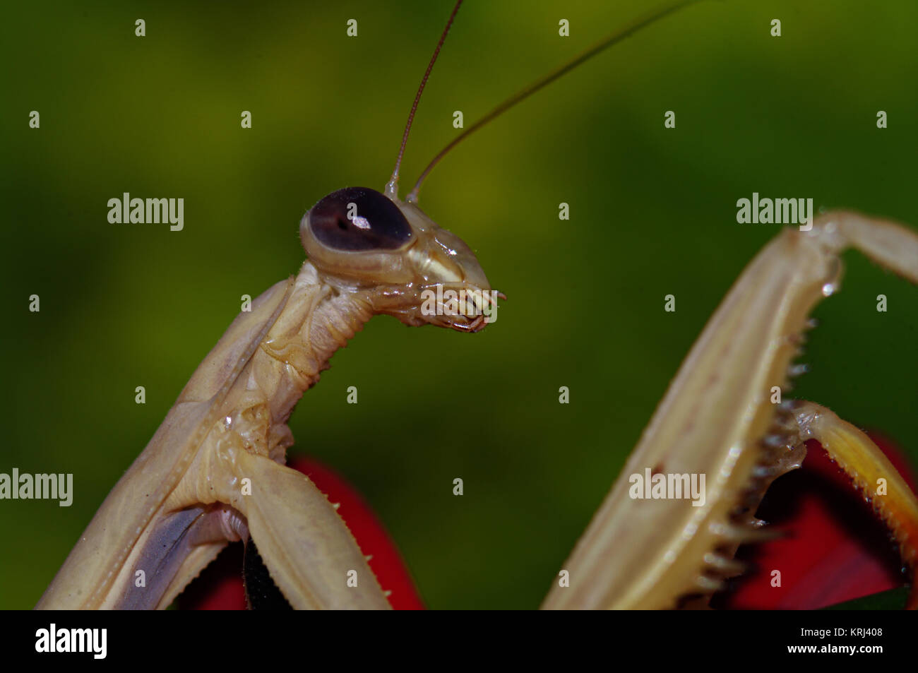 L'insecte, Tan Mantis Mantis religiosa, en face de l'arrière-plan flou Vert macro, Close-up Banque D'Images