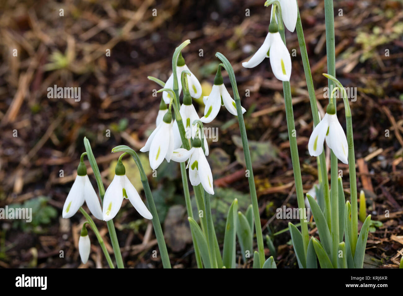 Pétales jaune marqué pf l'inhabituel, la fin de l'automne au début de l'hiver géant fleurs snowdrop Galanthus elwesii, var. monostictus maragdSplitter «' Banque D'Images