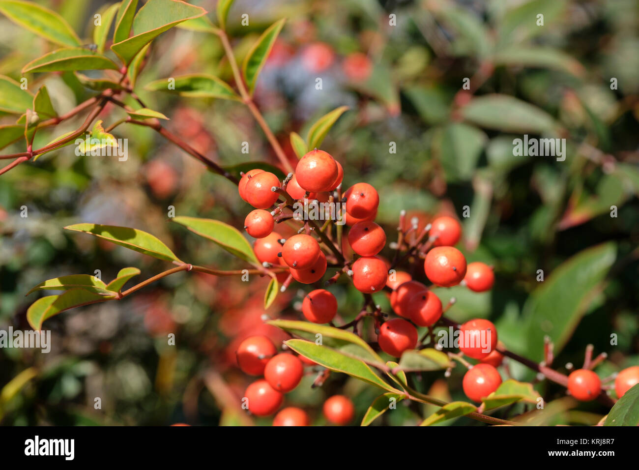 Houx commun Ilex aquifolium,avec de petits fruits d'automne et non-dentated les feuilles. Oklahoma City, Oklahoma, USA. Banque D'Images