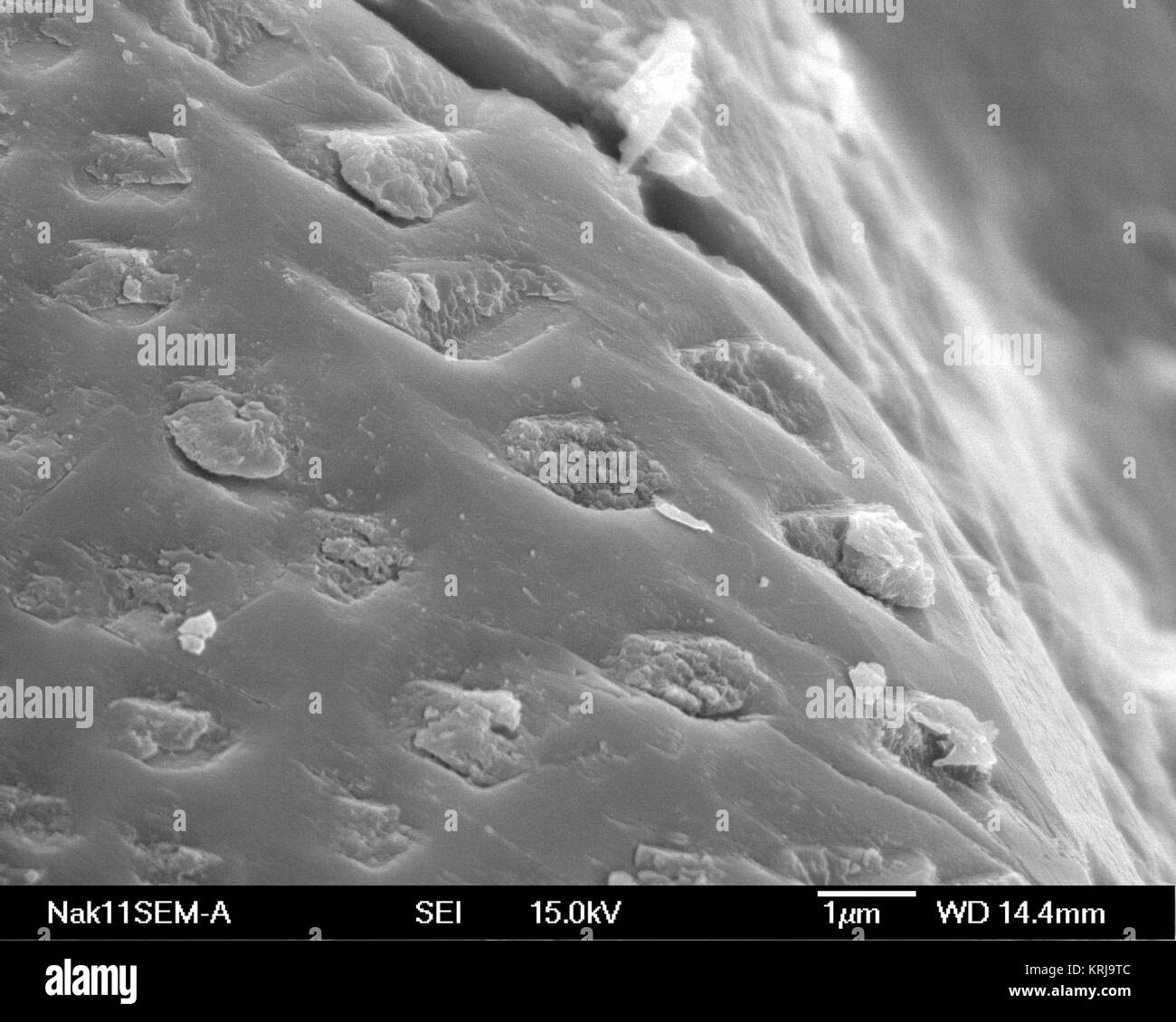 Nakhla 11SEM-A-001ed une série de fosses partiellement remplie sur la surface d'un grain minéral de Nakhla. Fosses similaires sont parfois trouvés sur Terre les minéraux qui ont été exposés à l'attaque microbienne. Elles sont interprétées comme des fonctions d'etch causé par l'acide organique produit par les microbes et leur biofilms. Les puits dans le martien les minéraux sont partiellement rempli de débris, peut-être les restes d'argile) microbes biologiques. Crédit photo : David McKay principal 407310jsc2009E243551 Banque D'Images