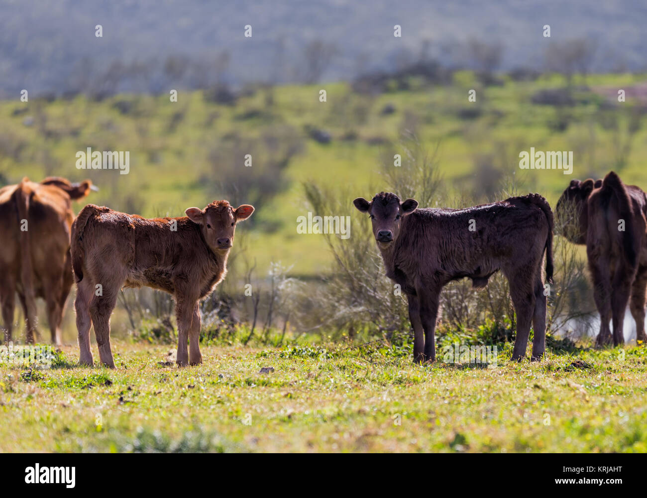 Deux veaux dans un pré de l'Estrémadure. L'Espagne. Banque D'Images