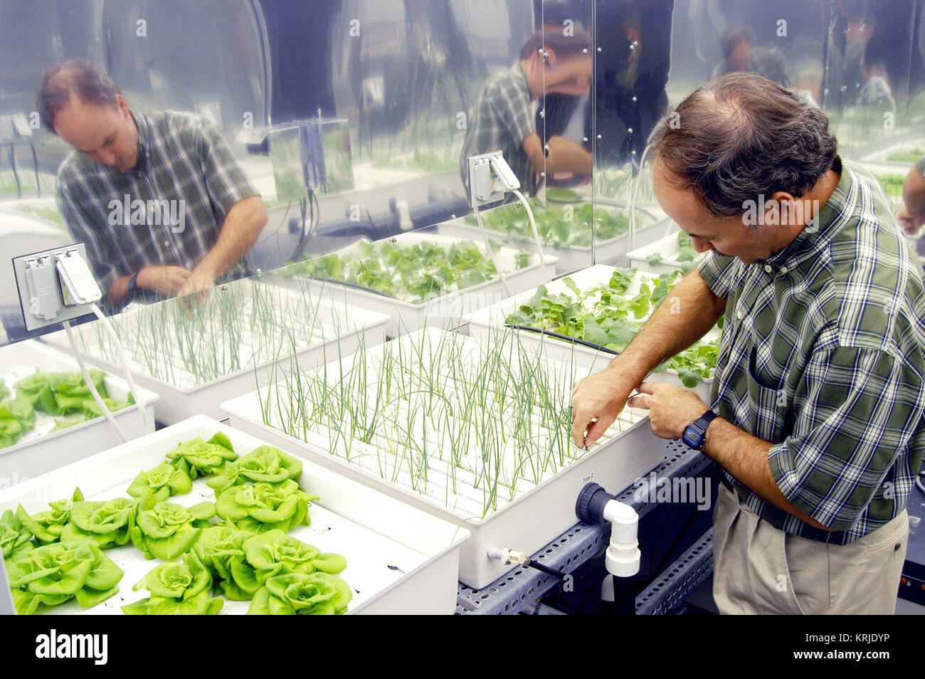 Centre spatial Kennedy, Floride. - Dans une chambre de croissance des plantes dans le KSC Sciences de la vie dans l'espace Lab, physiologiste végétal Ray Wheeler vérifie les oignons cultivés en utilisant des techniques hydroponiques. Les autres plantes sont la laitue Bibb (à gauche) et de radis (à droite). Wheeler et d'autres collègues font des recherches sur la croissance des plantes sous différents types de lumière, différentes concentrations de CO2 et température. Le laboratoire explore divers aspects d'un bioregenerative life support system. Ces travaux de recherche et de développement technologique sera cruciale pour préserver le patrimoine de l'espace par les humains. La Nasa oignons hydroponiques Banque D'Images