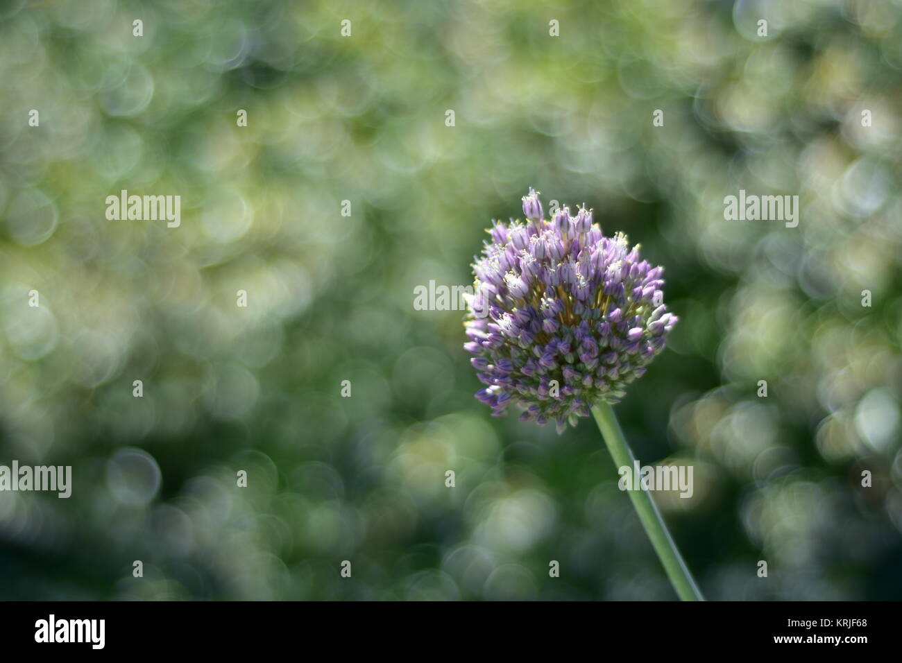 Détail de fleurs pourpre sur grappe floue fond vert avec des taches rondes de lumière. Banque D'Images