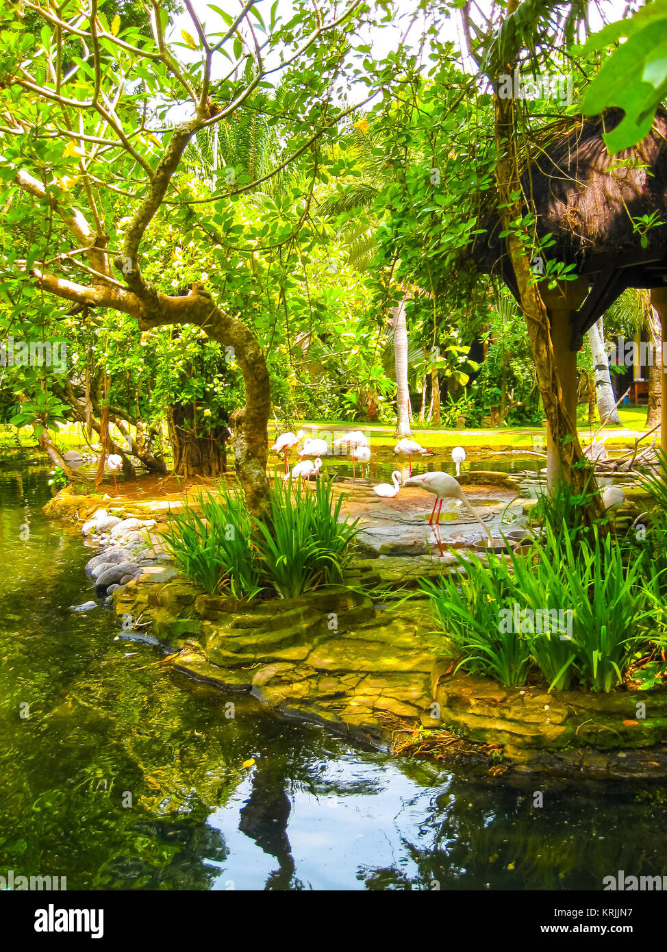 Le parc des oiseaux à Bali Indonésie Banque D'Images