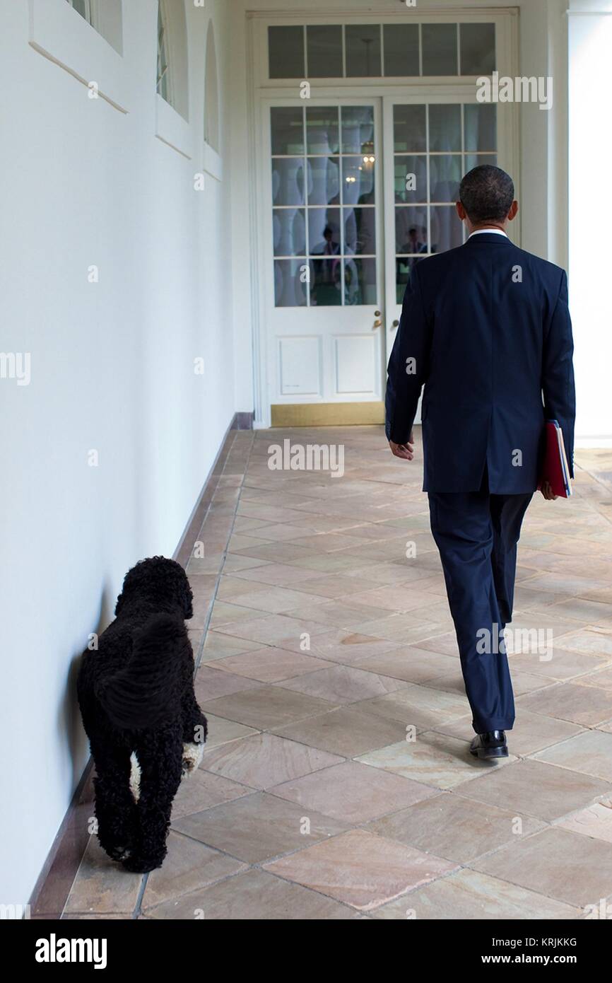 Le président américain Barack Obama et le chien de la famille Bo à pied le long de la Colonnade de la Maison Blanche le 10 septembre 2010 à Washington, DC. Banque D'Images