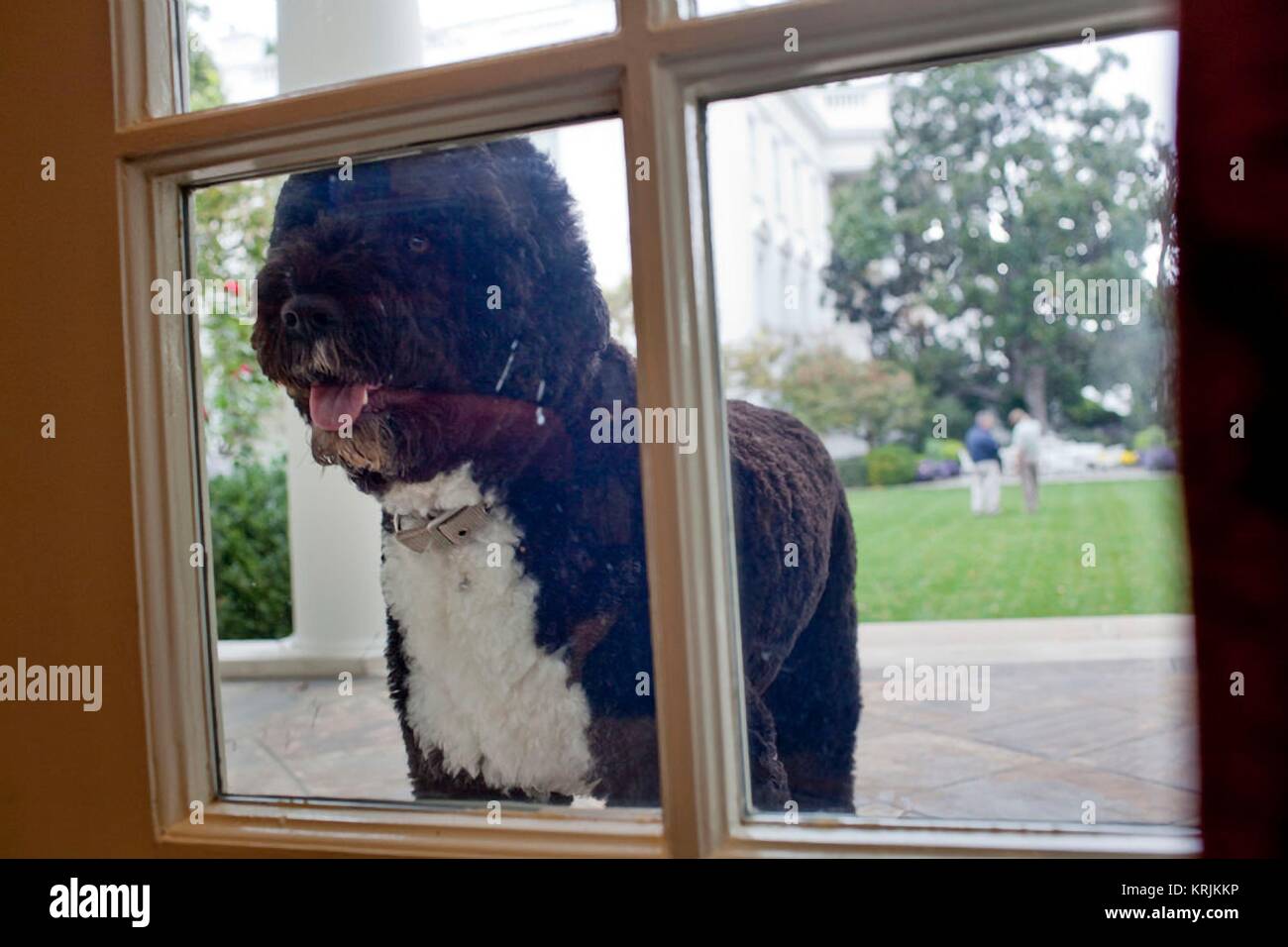 Le président des États-Unis, Barack Obama, chien de la famille Bo pairs dans le bureau ovale de la Maison Blanche de la colonnade du 26 octobre 2010 à Washington, DC. Banque D'Images