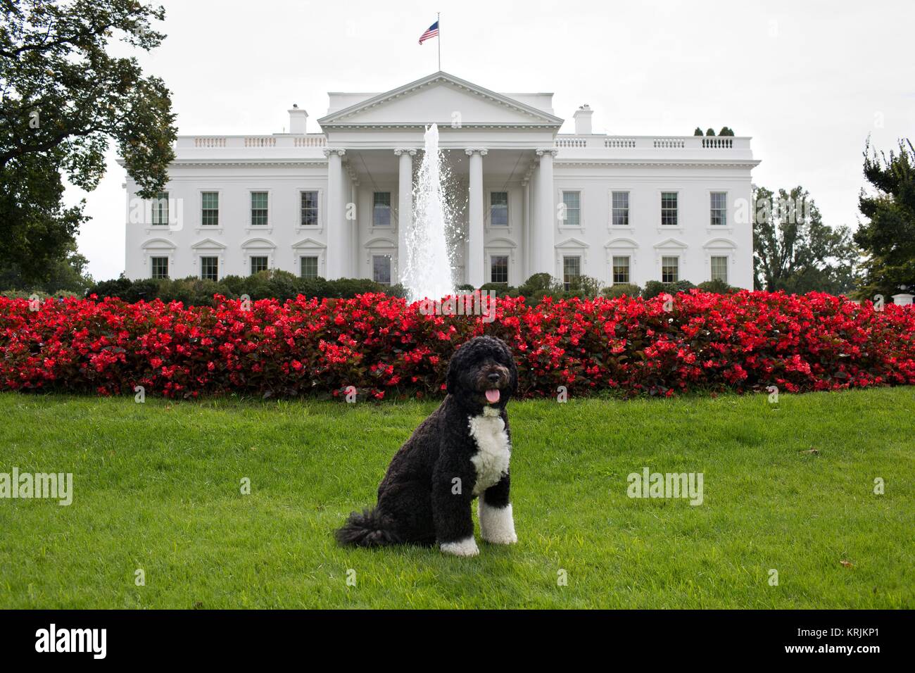 Le président des États-Unis, Barack Obama, chien de la famille Bo pose devant la Maison Blanche de la pelouse nord, 28 septembre 2012 à Washington, DC. Banque D'Images