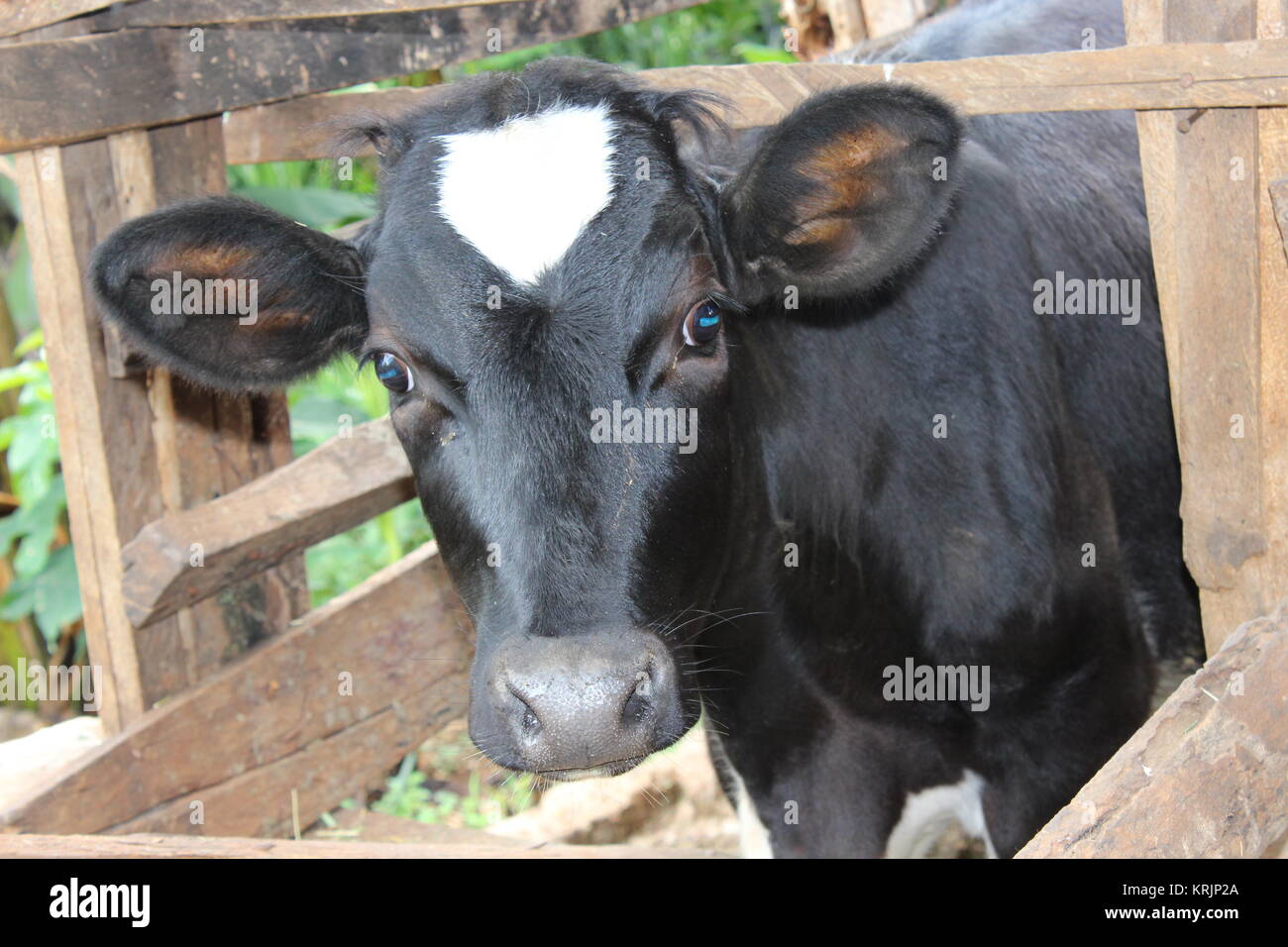 Vache Noire aux yeux bleus Photo Stock Alamy