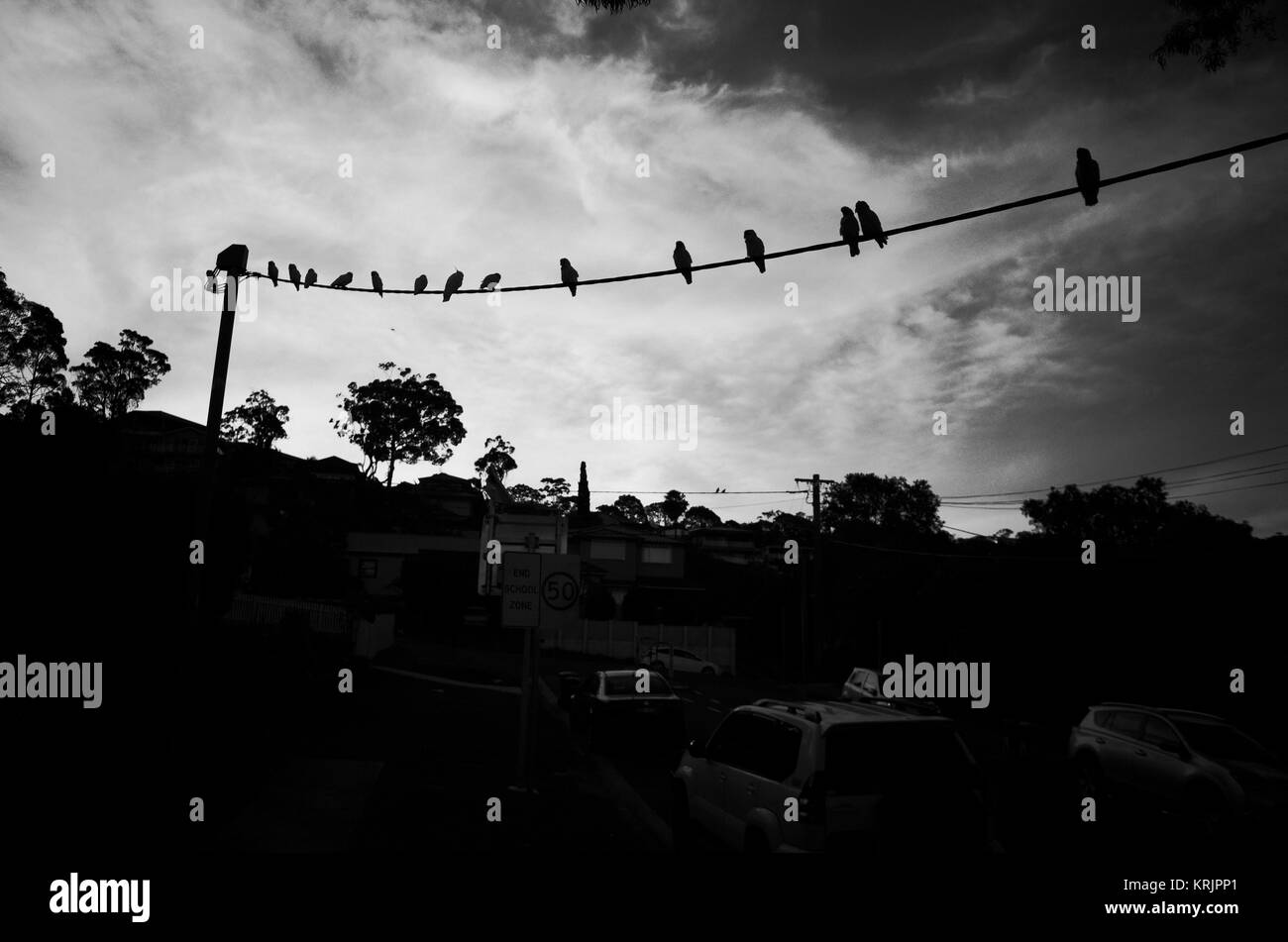 Birds on a wire contre ciel nuageux. Stark photo en noir et blanc de l'arrière-plan siohouettes d'oiseaux tropicaux sur une ligne téléphonique au-dessus de la rue de banlieue Banque D'Images