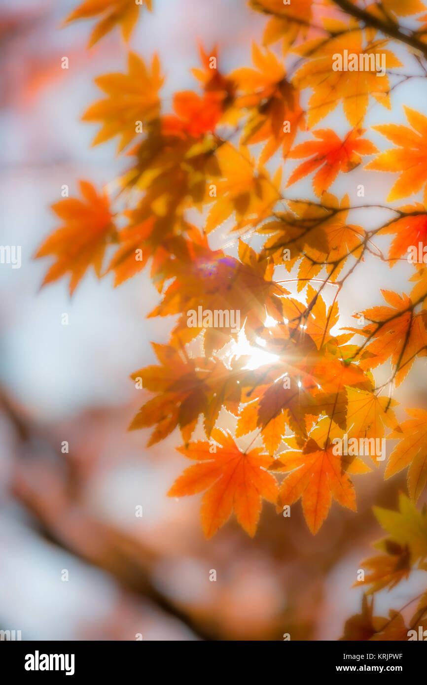 Les arbres d'automne arrière-plan flou Banque D'Images