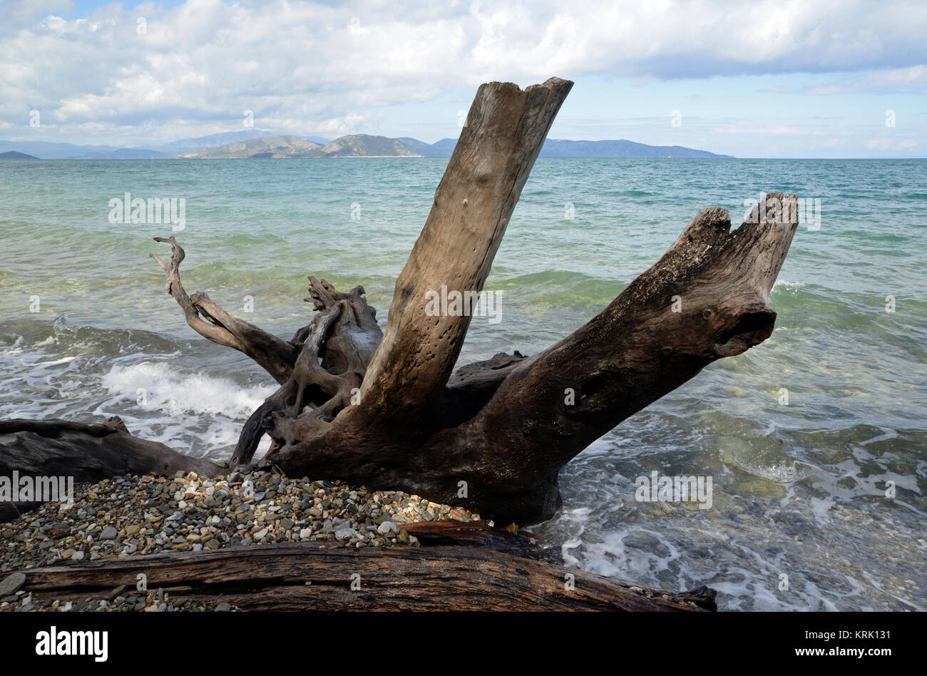 Le Parc National de la péninsule de Dilek, Kusadasi, dilek, milli-park, yarimadasi, nationalpark, treibholz, holz, baumstamm, türkei, küste, mittelmeer, Baum, meeresküste, parc, Dilek Yarimadasi, dilek park, meer Banque D'Images