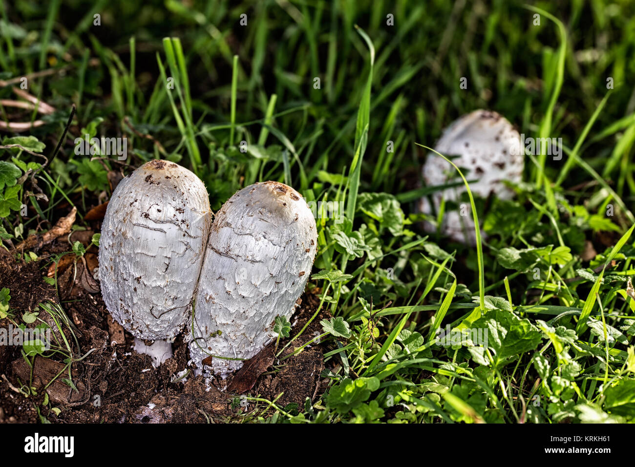 Les champignons dans l'herbe d'une prairie. Banque D'Images
