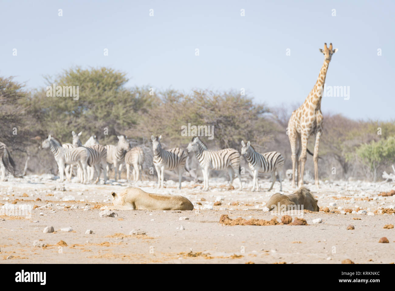Girafe autour de lions couchés sur le sol. Safari de la faune dans le Parc National d'Etosha, principale attraction touristique en Namibie, l'Afrique. Banque D'Images