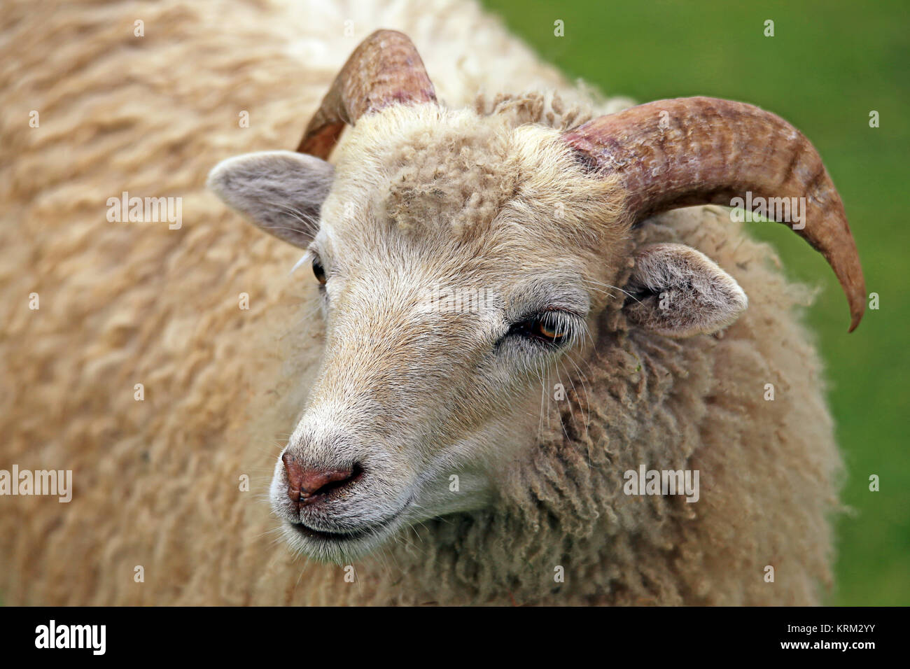 Les jeunes skudde ovis ammon aries Banque D'Images