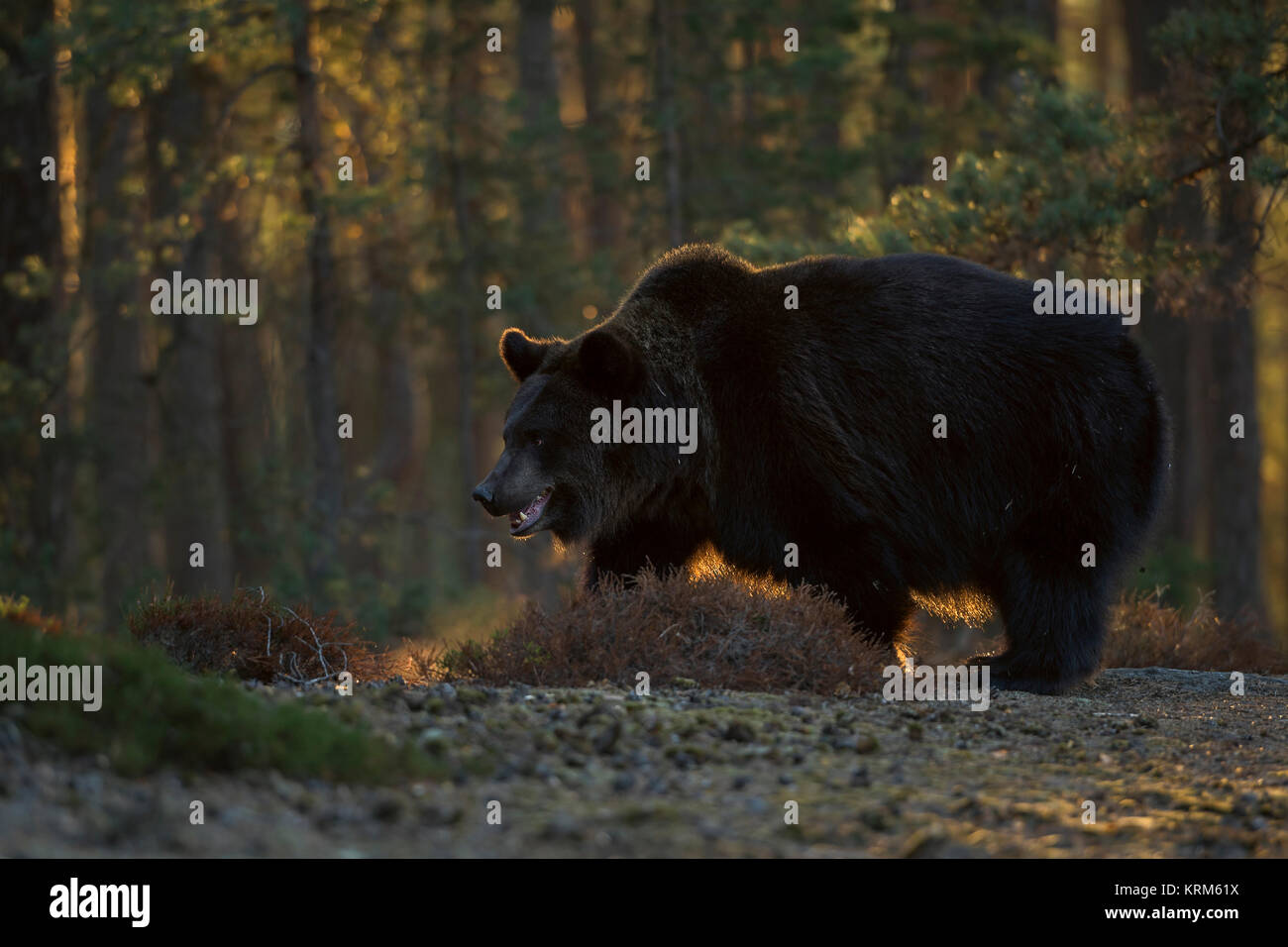 Ours brun, Ursus arctos ), fort et puissant des profils, debout au bord d'une clairière dans une forêt boréale, premier matin chaud rétroéclairage, l'Europe. Banque D'Images