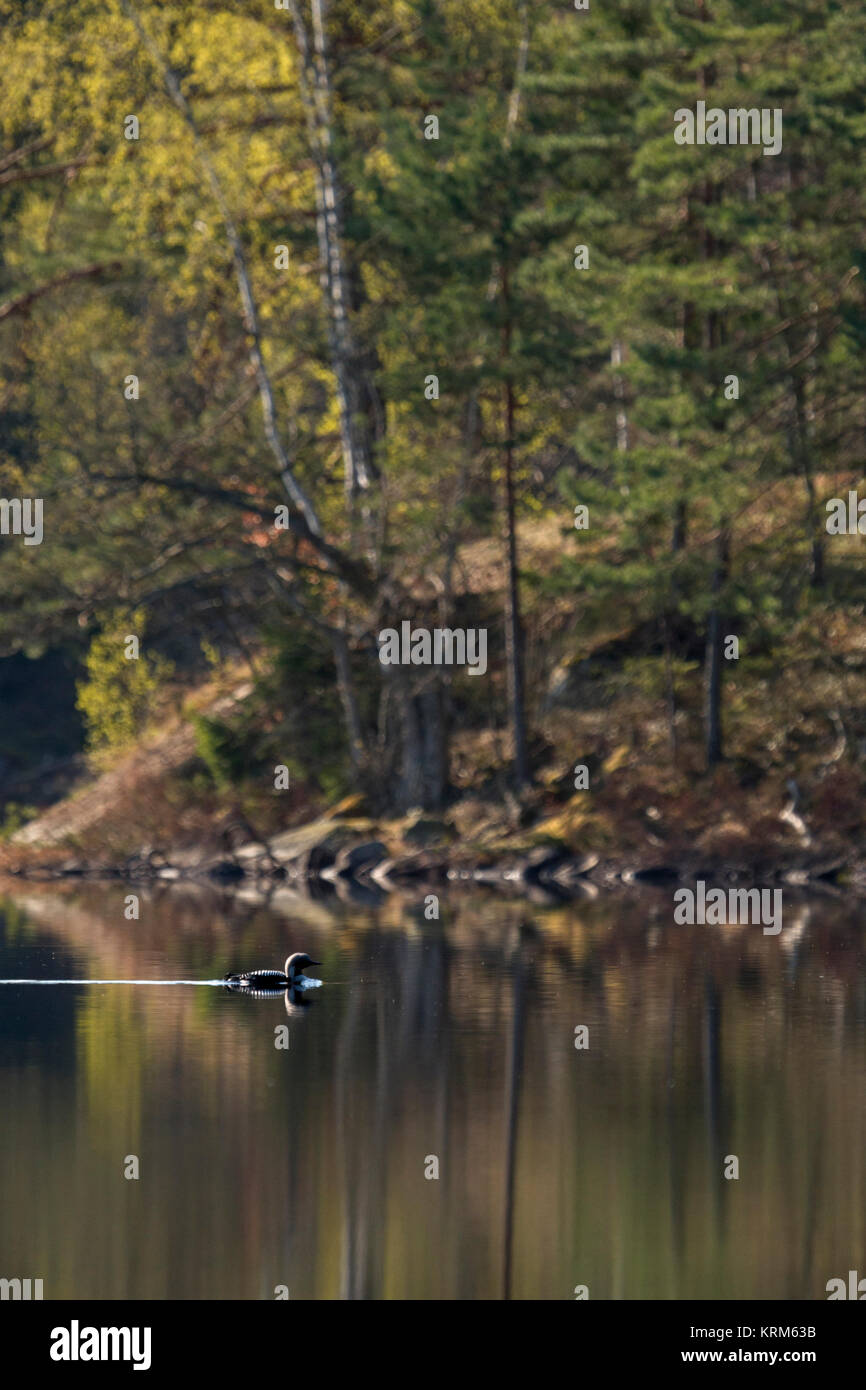 Plongeon arctique / Huart à gorge noire ( Gavia arctica ), petit groupe, troupeau, natation sur lac calme, belle coloration des feuilles, au printemps, de la Suède, Scandinavie. Banque D'Images