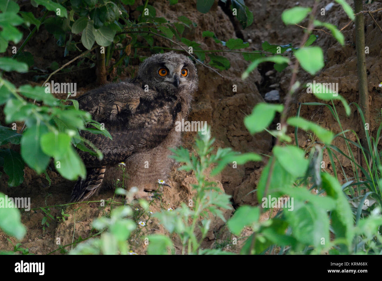 Grand Owlu ( Bubo bubo ), Poussin, se cacher sous un buisson dans la paroi d'une carrière de sable au crépuscule, nuit, tard en soirée, la faune, l'Europe. Banque D'Images