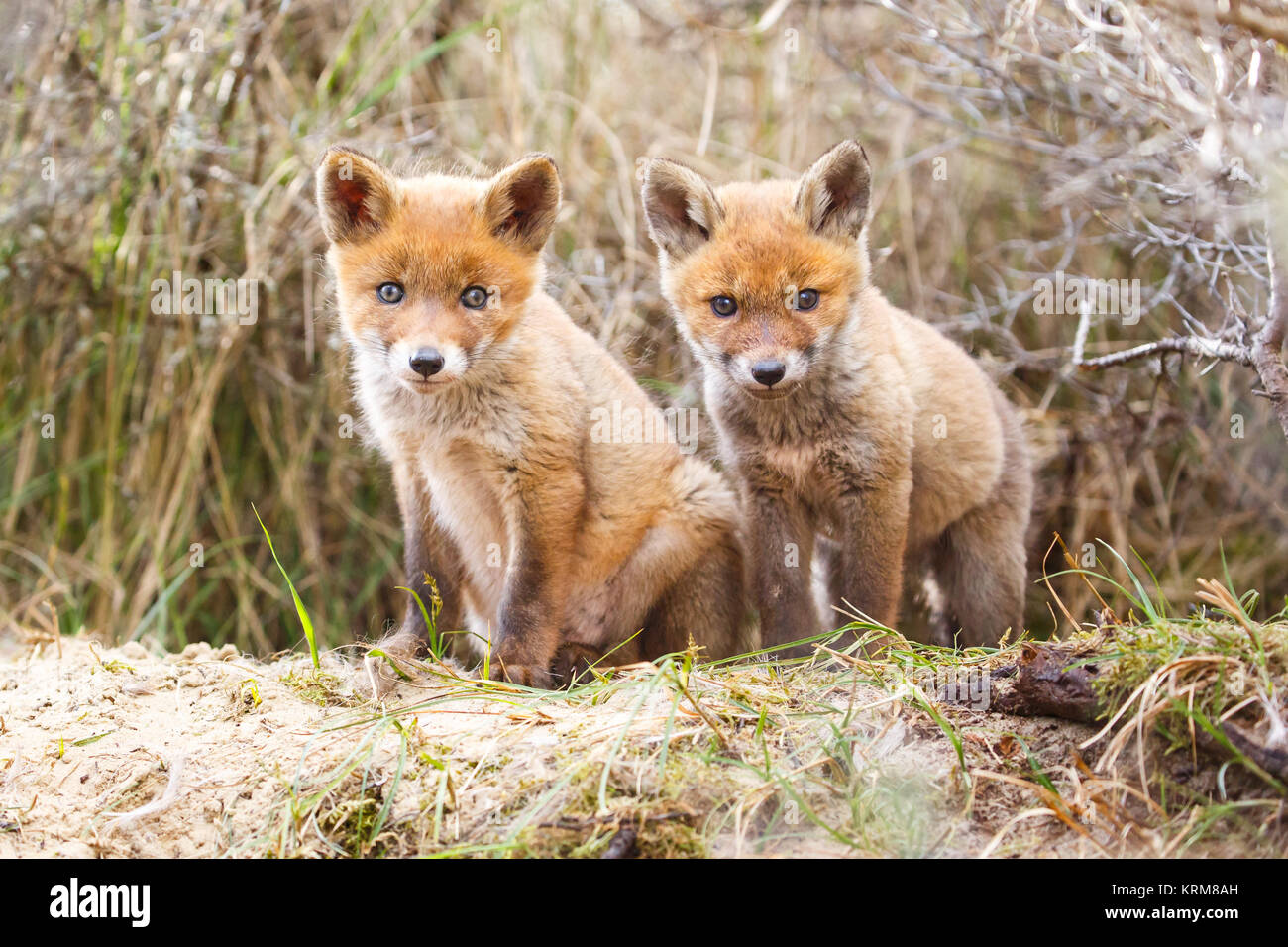 cubs de renard roux Banque D'Images