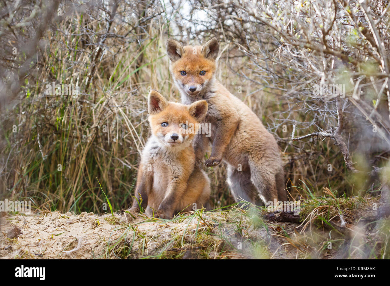 cubs de renard roux Banque D'Images