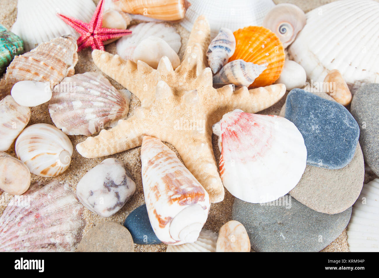 Variété de coquilles de mer Banque D'Images