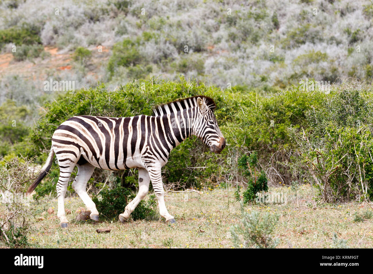 Zebra marche loin de la tribu Banque D'Images