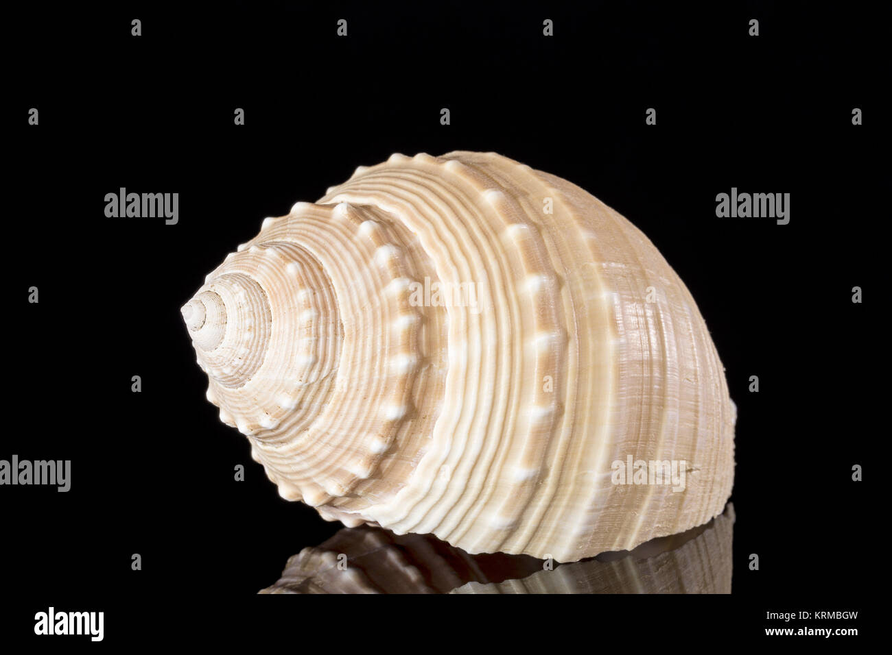 Seul sea shell isolé sur fond blanc. Banque D'Images