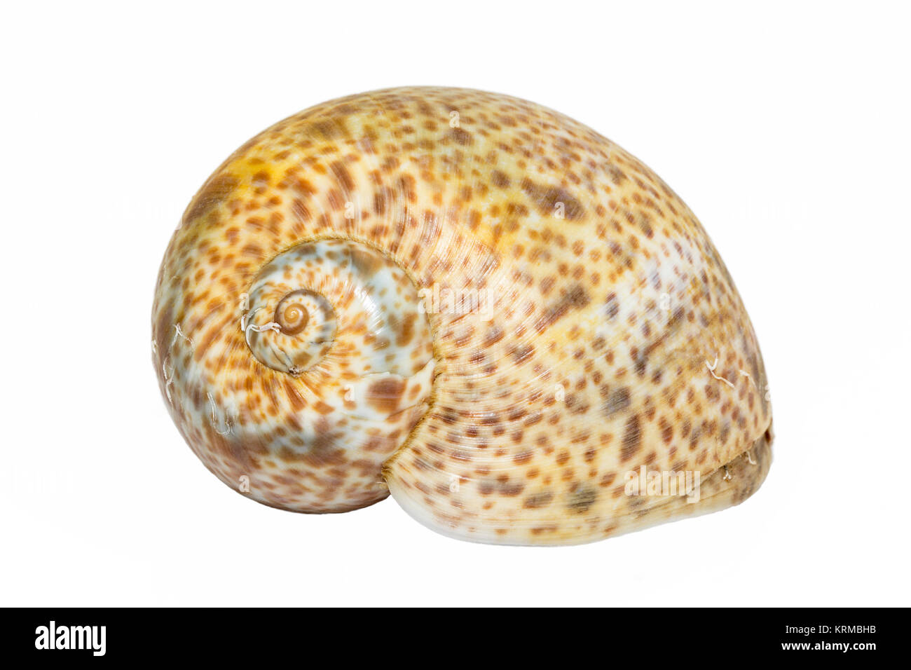 Seul sea shell d'escargot marin isolé sur fond blanc Banque D'Images