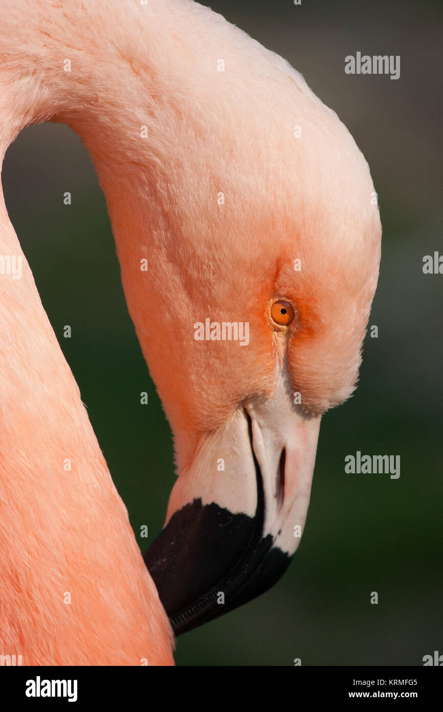 Détail de flamingo cubain dans le lac Banque D'Images
