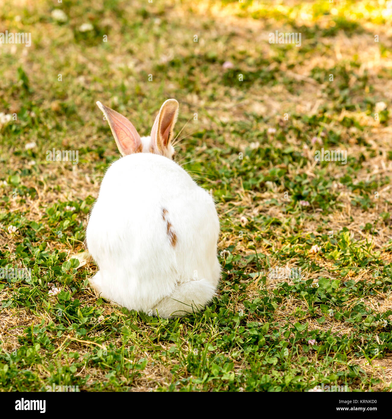Lapin (Oryctolagus cuniculus) assis le dos sur l'herbe verte Banque D'Images