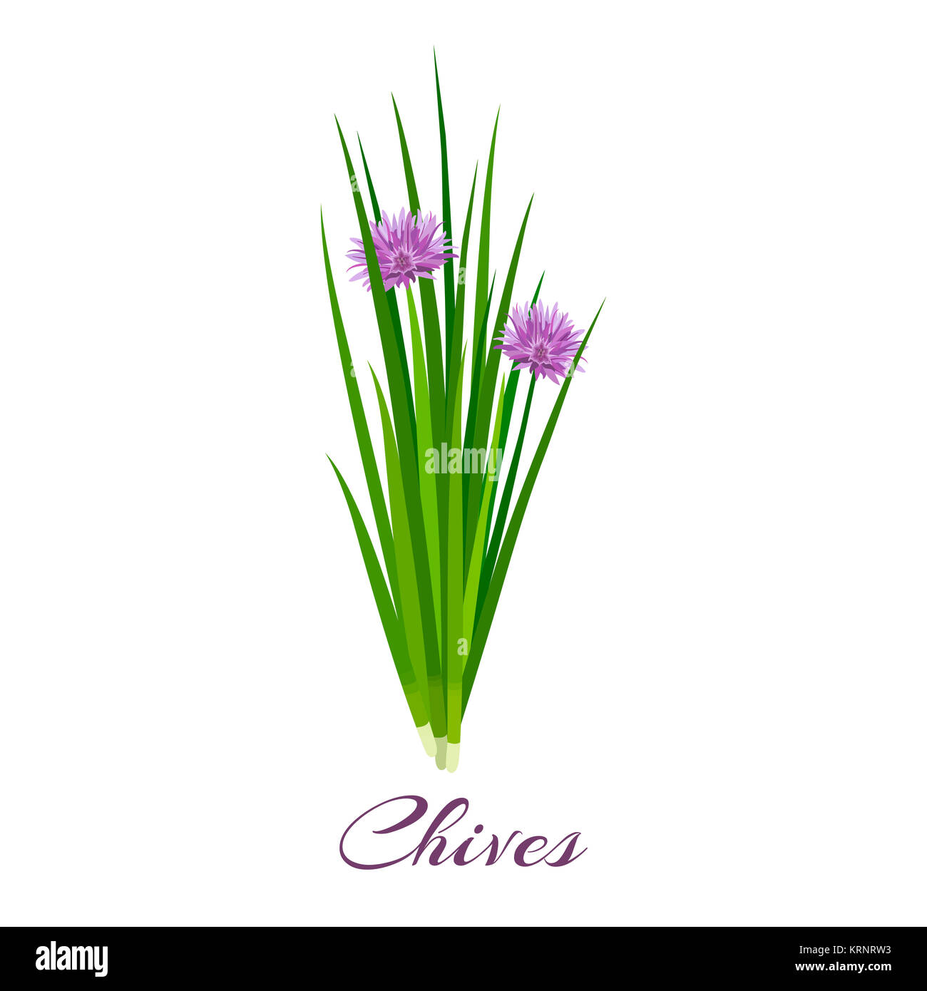 La ciboulette en fleur vector illustration couleur Banque D'Images
