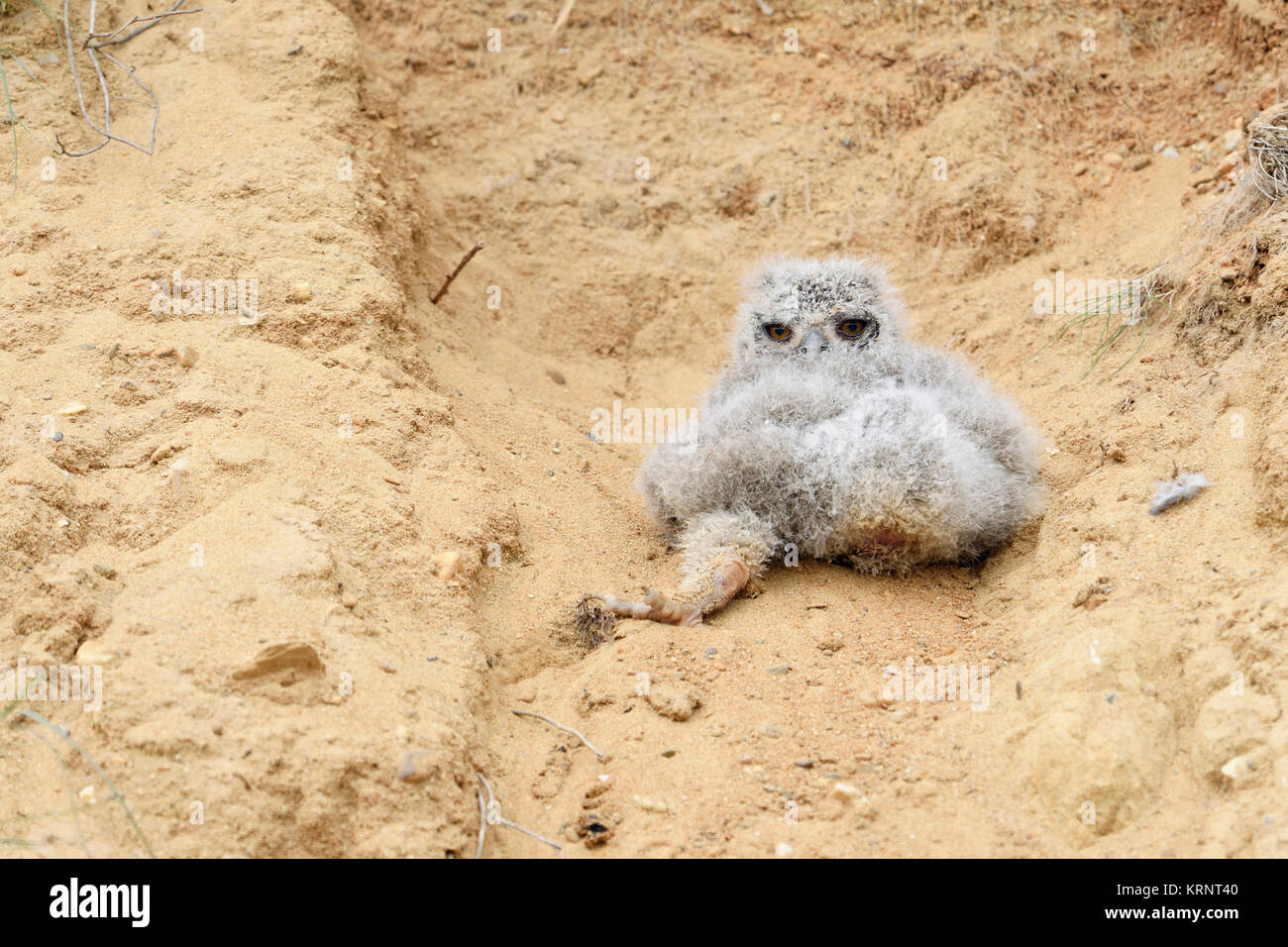 Eagle Owl Bubo bubo ( ), très jeune poussin, chouette bébé tombé hors de son terrier de nidification dans un bac à sable, d'impuissance, mignon, de la faune, de l'Europe. Banque D'Images
